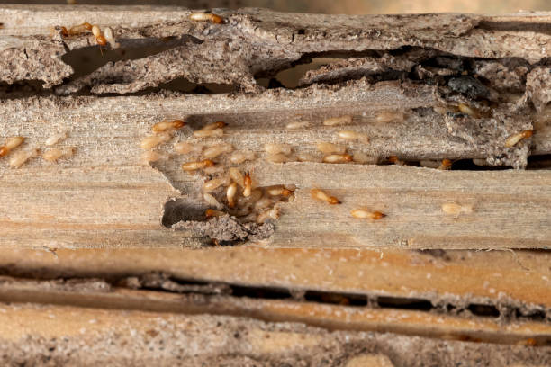 Best Termite Control Services  in Newport, OH